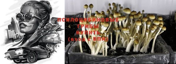 трава Белокуриха